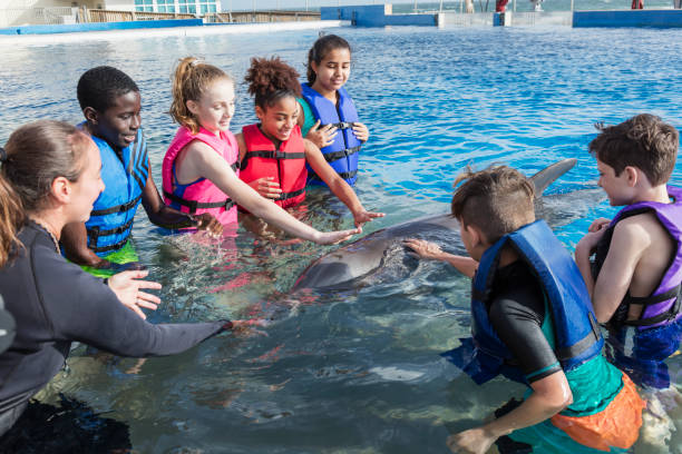 istock Children, trainer in water interacting with dolphin 1023456348