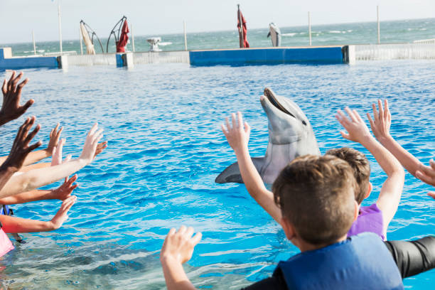 istock Children at marine park interacting with dolphin 1023456716