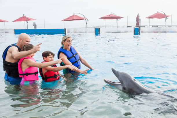 istock Family interacting with dolphin at marine park 1023462816