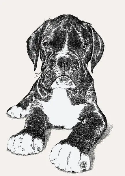 Vector illustration of Boxer Puppy
