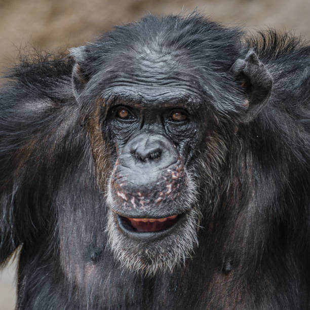 istock Portrait of funny Chimpanzee making faces 1023463056