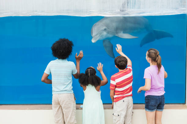 istock Four children watching dolphin thru underwater window 1023463166