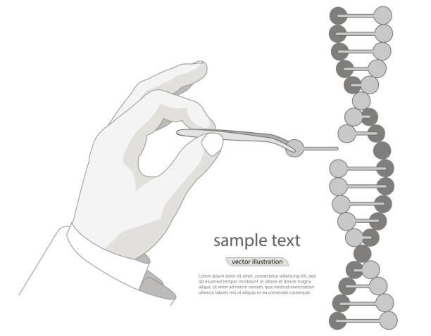 Manual genetic engineering. Manipulation of DNA double helix with with bare hands, tweezers. vector on a white background. Manual genetic engineering. Manipulation of DNA double helix with with bare hands, tweezers. vector on a white background. For Poster, Cover, Label, Sticker, Business Card gene editing stock illustrations
