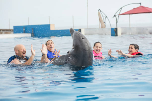istock Family interacting with dolphin at marine park 1023467014