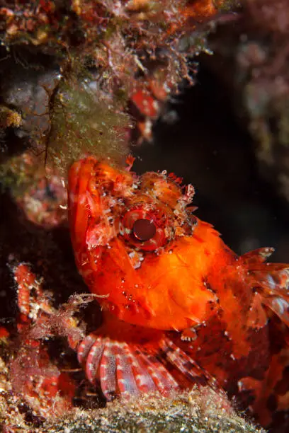 Underwater Scorpionfish fish deep in sea Sea life Mediterranean sea