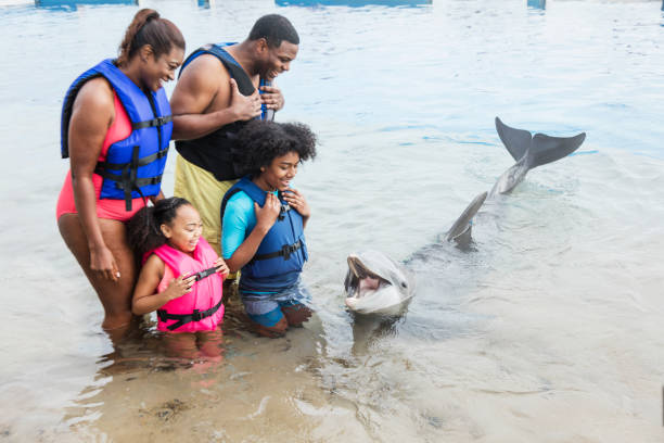 istock Family interacting with dolphin at marine park 1023468226