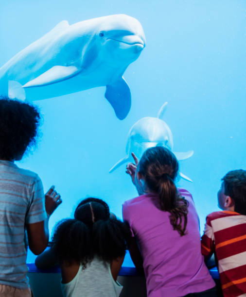 istock Multi-ethnic children at the aquarium watching dolphins 1023469158