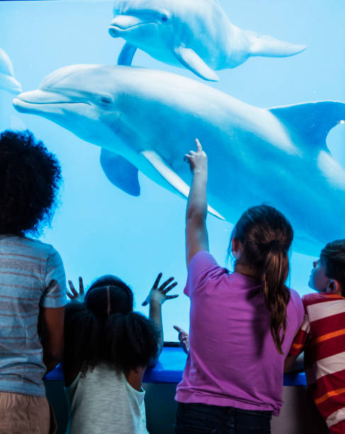 multi-ethnic children at the aquarium watching dolphins - dolphin aquarium bottle nosed dolphin smiling imagens e fotografias de stock