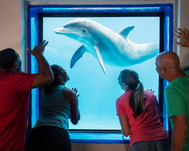 istock Group of adults and dolphin looking at each other 1023471560