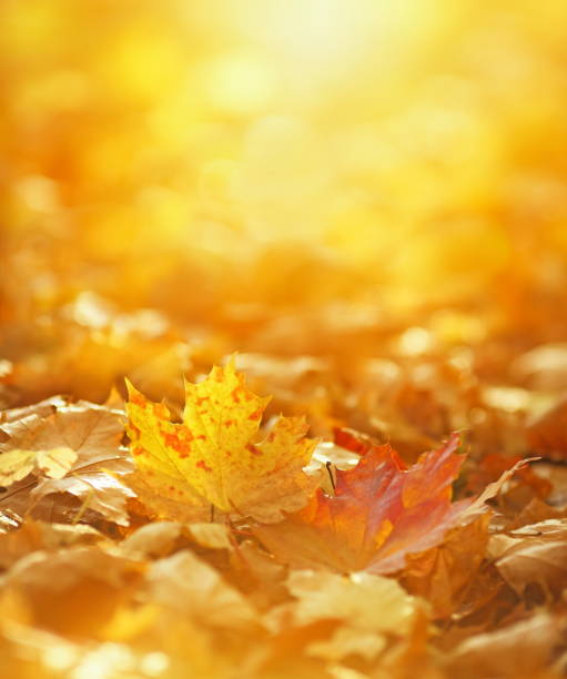 istock Falling autumn leaves natural background 1023472880