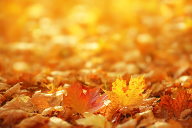 istock Falling autumn leaves natural background 1023473030