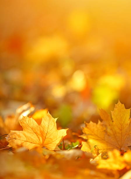 Falling autumn leaves natural background Autumn background with maple leaves. glowing leaves stock pictures, royalty-free photos & images