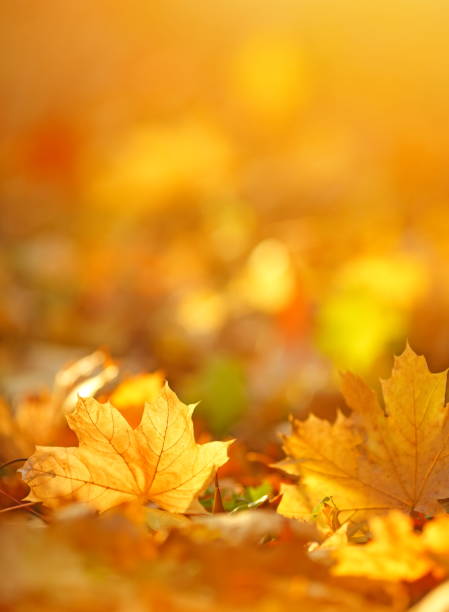 秋天落葉自然背景 - 垂直構圖 圖片 個照片及圖片檔