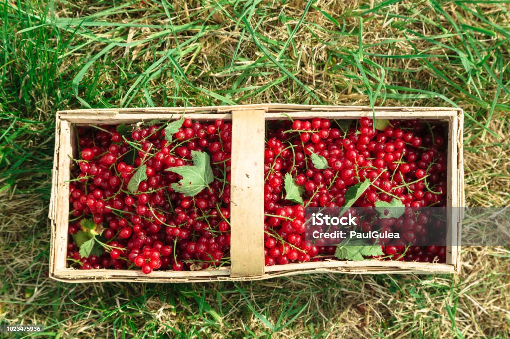 Basket is filled with ripe juicy red currants A wooden wicker basket with a branch with green leaves on it is filled with ripe juicy red currants in the background of green grass in summer. Agriculture Stock Photo