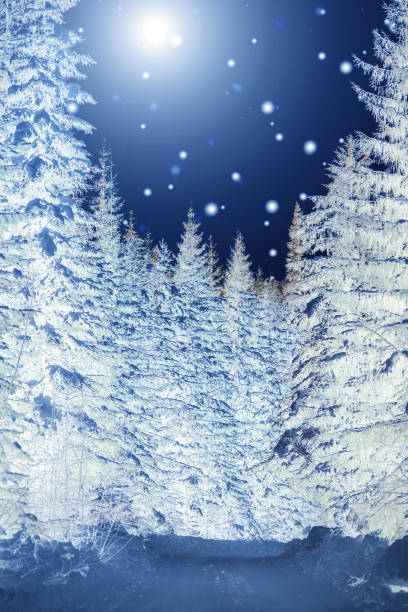 istock The bright moon illuminates the mysterious night forest 1023476334