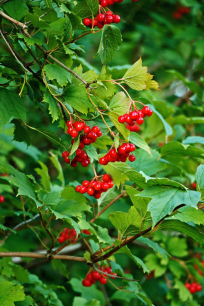 istock Red viburnum berries growing on a tree among green leaves. 1023476444