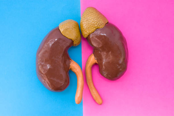 Anatomical shape of kidneys is located in middle of frame, divided by half by pink and blue background. Concept of gender features of kidney and adrenals in men and women, functions and structure forma anatómica de los riñones está situado en centro del bastidor, dividido por la mitad por el fondo de color rosa y azul. concepto de características de género de riñón y glándulas suprarrenales en hombres y mujeres, funciones y estructura