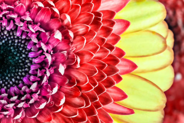 Color photography front view of Gerbera daisy colorful flower (red, yellow and magenta...) selective focus macro on petals of this beautiful plant.