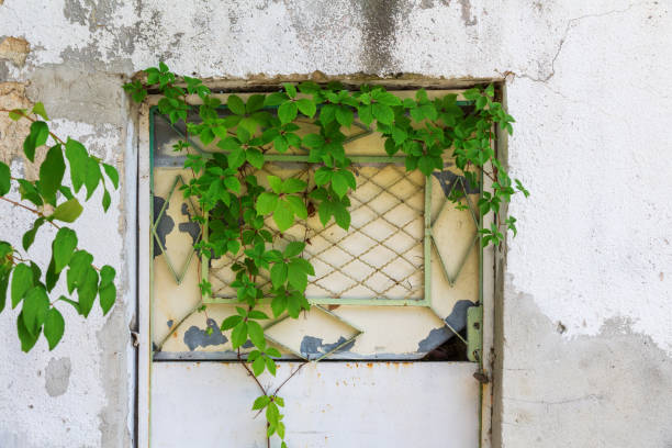 istock plsch grows on a door in a concrete wall 1023486240