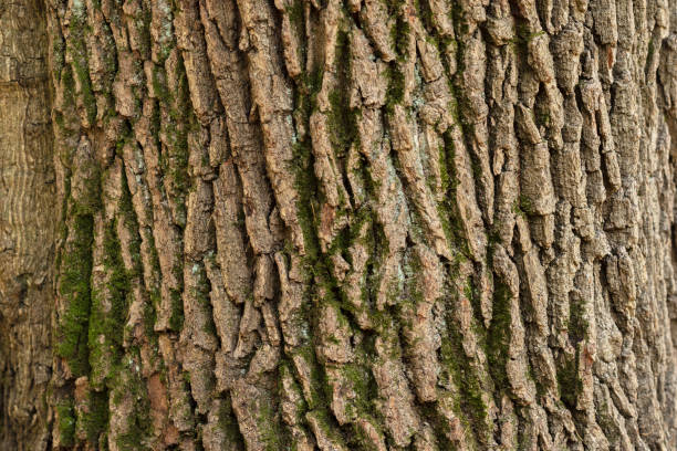 istock Texture of bark of old tree trunk. Natural background 1023486794