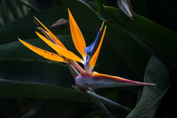 istock Bird of Paradise Flower 1023489432