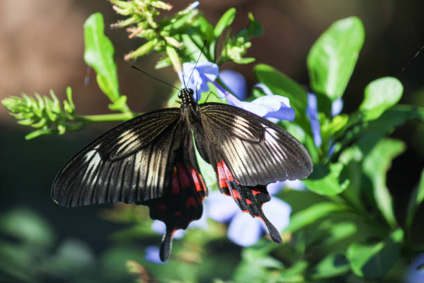 istock Common rose swallowtail butterfly - Ella, Sri Lanka 1023489826