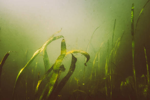 istock Underwater garden in little green pond 1023490502