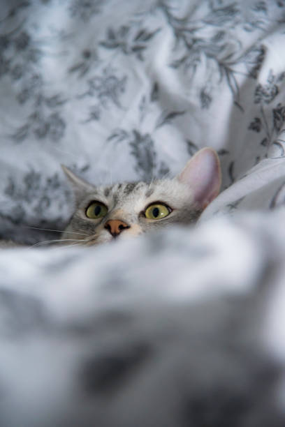 istock Egyptian Mau cat 1023496248