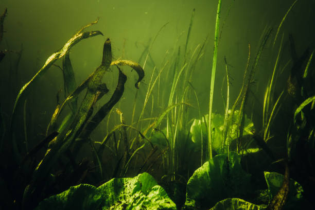 istock Underwater garden in little green pond 1023496330