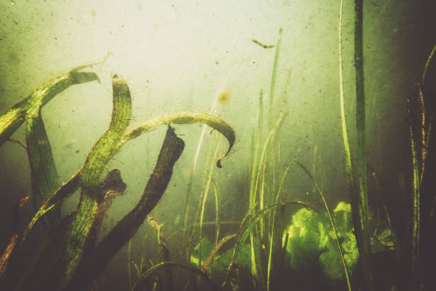 istock Underwater garden in little green pond 1023496674