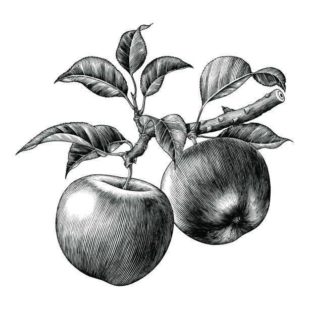 apple zweig hand zeichnen vintage clipart isoliert auf weißem hintergrund - apfel alt stock-grafiken, -clipart, -cartoons und -symbole
