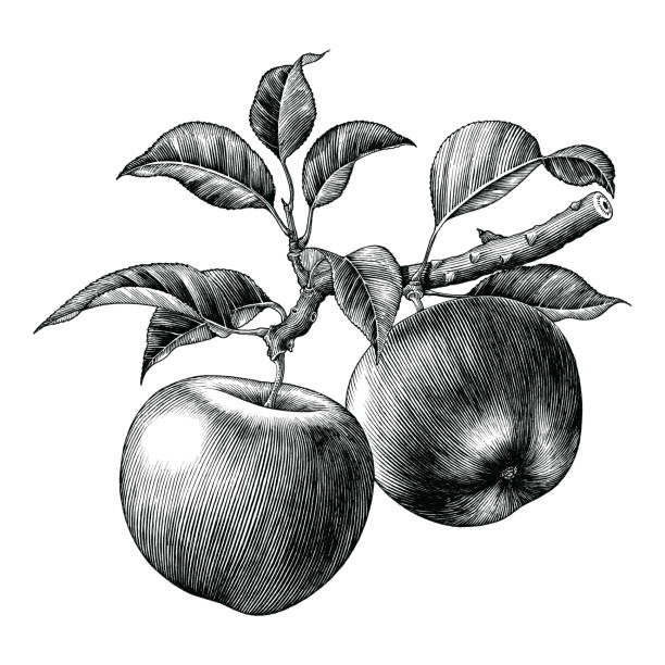 elma dalı el beyaz arka plan üzerinde yalıtılmış bağbozumu küçük resim çizmek - apple stock illustrations