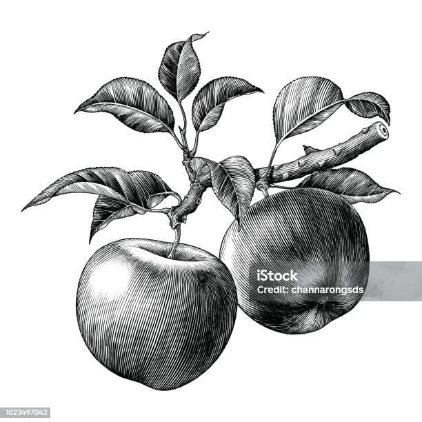 Apple Branch Hand Draw Vintage Clip Art Isolated On White Background Stock Illustration - Download Image Now