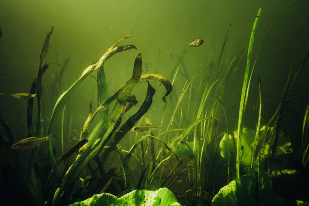 istock Underwater garden in little green pond 1023499218