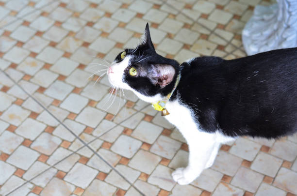 A naughty black and white cat on the floor
