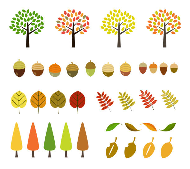 ilustraciones, imágenes clip art, dibujos animados e iconos de stock de conjunto de icono de otoño (hojas de otoño por ejemplo) - autumn leaf white background land