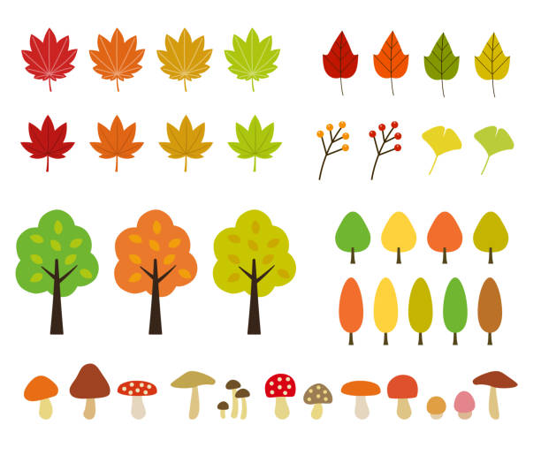 ilustraciones, imágenes clip art, dibujos animados e iconos de stock de conjunto de icono de otoño (hojas de otoño por ejemplo) - autumn leaf white background land