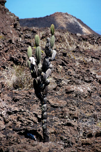 istock Fascinating volcanic landscape in the Galapagos Islands 1023501988