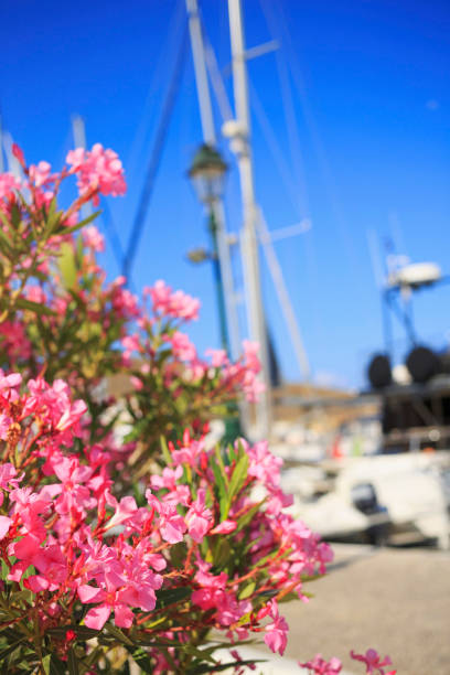 istock Oleander tree in summer, Sailboat and  blue sky background 1023502360