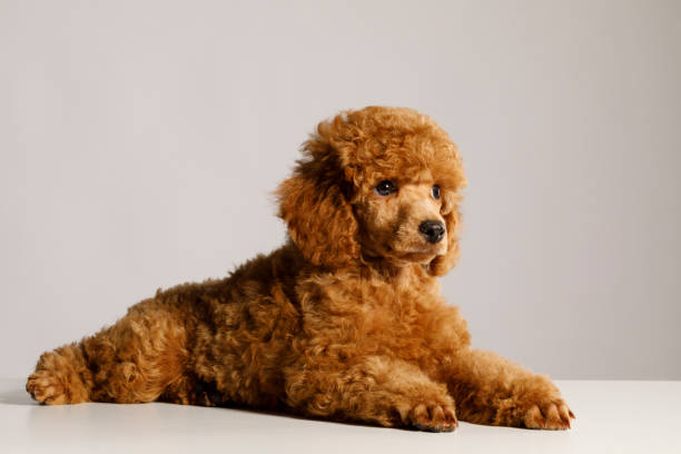 istock Cute brown miniature poodle puppy 1023504704