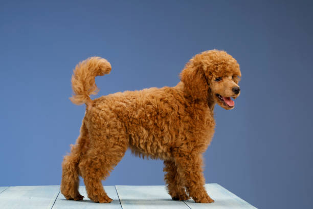 istock Cute brown miniature poodle puppy 1023504760