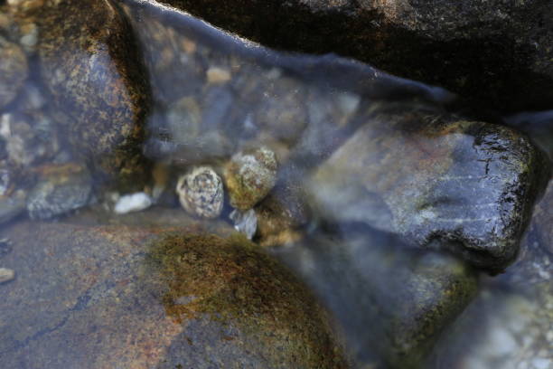 istock stones near the river 1023504910