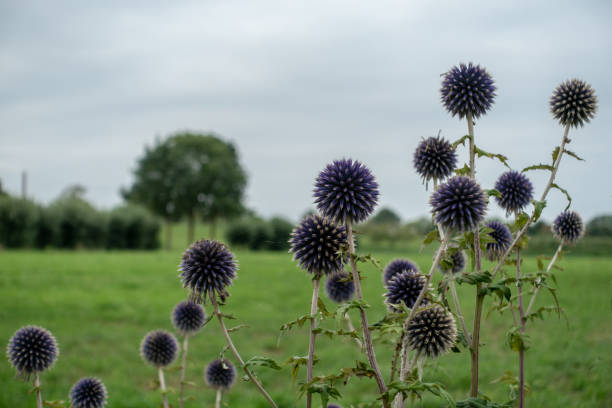 istock Blue echinops gloomy sky overcast meadow 1023505908