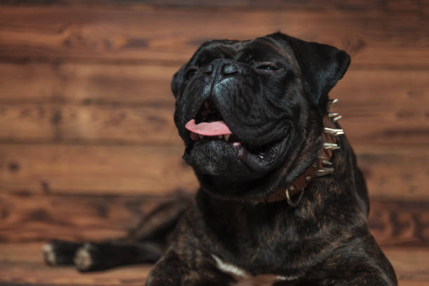 funny boxer with tongue exposed lying on wooden background with an eye closed