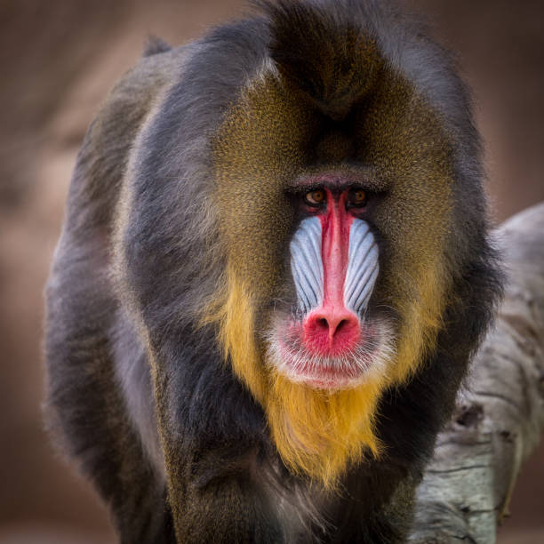 Mandrill A male mandrill patrolling his territory mandrill photos stock pictures, royalty-free photos & images