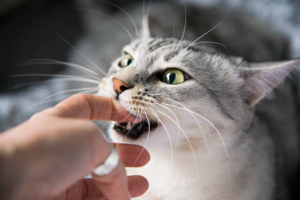 Egyptian Mau cat Playful Egyptian Mau cat biting finger grey cat white paws stock pictures, royalty-free photos & images