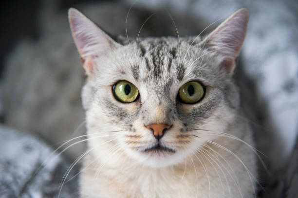 Playful Egyptian Mau cat angry staring right