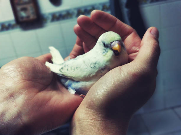istock Bird in the Hand 1023513790