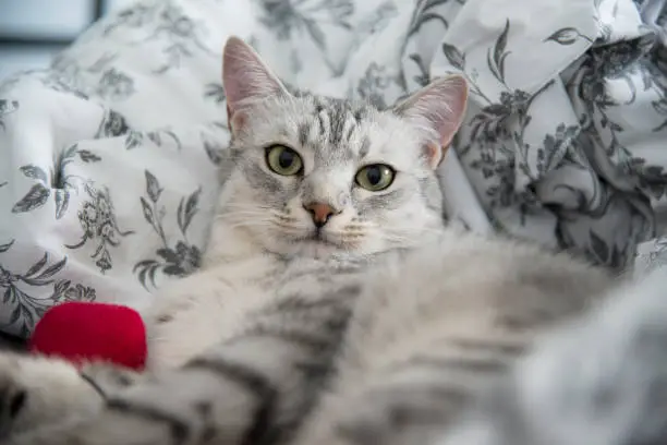 Sleepy Egyptian Mau cat ready to nap