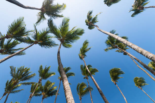istock Coconut trees with blue sky - Tropical summer concept 1023514234